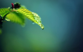 macro