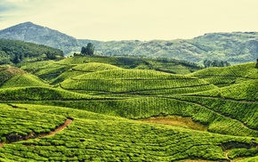 tea, nature