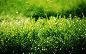 grass, nature