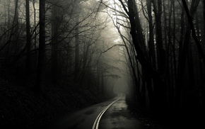 mist, dark, road