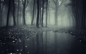 mist, forest, nature