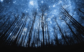 stars, trees, night