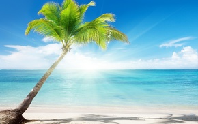 summer, water, palm, sand