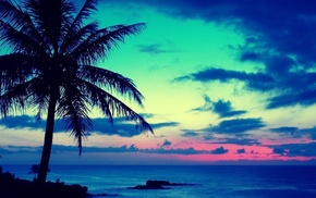 sea, palm, summer