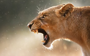 roar, lion, nature, animals