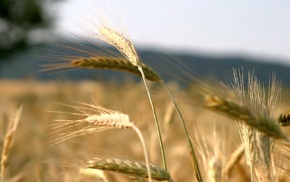 field, sky, summer