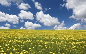 flowers, summer, sky, field, clouds
