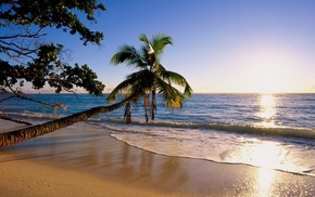 summer, palm, sand, foam, sea
