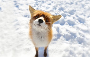 anime, fox, snow, animals