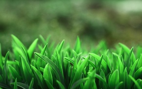 macro, grass