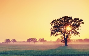 trees, landscape