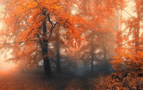 leaves, trees, landscape, forest