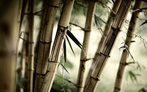 nature, plants, bamboo, leaves