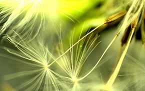 macro