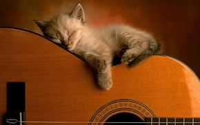guitar, kitten, animals