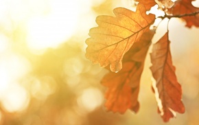 leaves, oak, fall