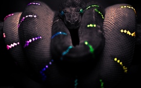 selective coloring, snake, black, Boa constrictor