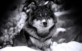 blue eyes, animals, wolf