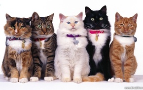 redhead, animals
