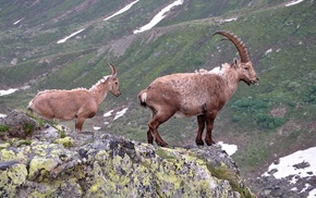 horns, mountain, animals