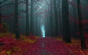 mist, fall, dirt road, leaves