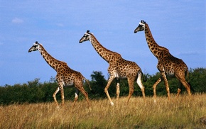 animals