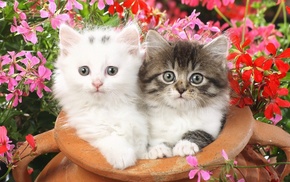 animals, flowers