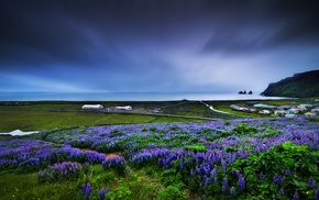 landscape, nature, muscari, blue flowers, field, flowers