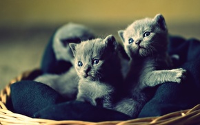 kittens, cat, baby animals