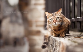 animals, quote, cat, fence