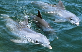 animals, water