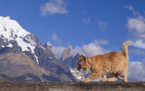 mountain, animals, cat