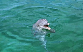 smiling, animals