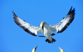 animals, sky, birds