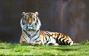 animals, tiger