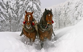 animals, winter