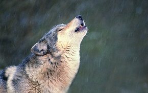 animals, wolf