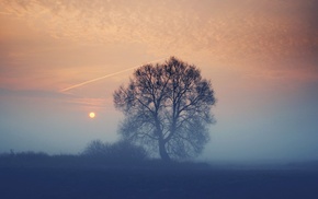 plants, trees, landscape, nature