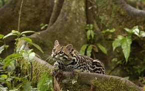 animals