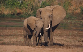 animals, elephants