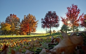 landscape, leaves, nature