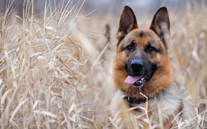 grass, dog, animals