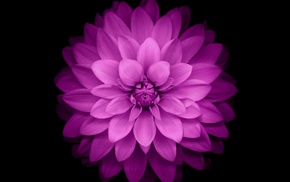 iOS 8, flowers, purple flowers