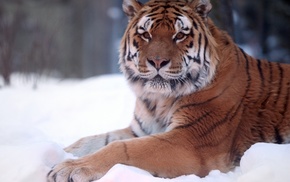 animals, tiger