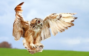 animals, owl