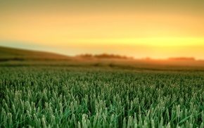 Ubuntu, field