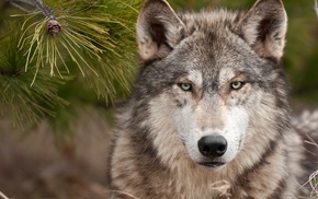 wolf, animals