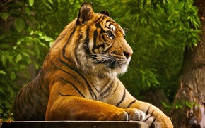 animals, tiger