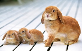 animals, rabbits