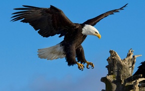 animals, eagle